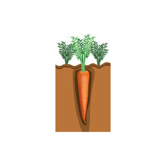 colorful graphic of organic farming of carrot vector illustration
