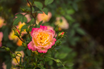 Close-up of garden rose