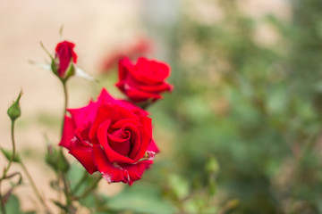 Close-up of garden rose