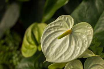Beautiful Anthurium or flamingo flower bloom in park