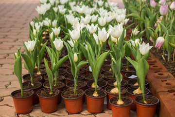 Colorful rows of  flower varieties in tulip field on  farm
