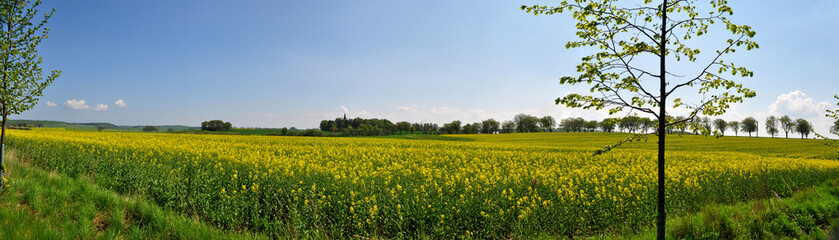 Obraz premium Panoramaufnahme Rapsfeld bei Putbus, OT Vilmnitz auf Rügen