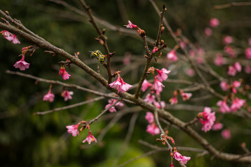 thailand Sakura pink flower in ChiangMai, Thailand