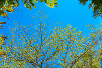 Green leaf against blue sky