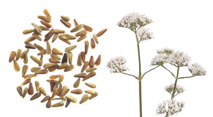 Seeds and flowers of valerian (Valeriana officinalis) isolated on white background