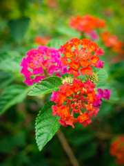 Lantana