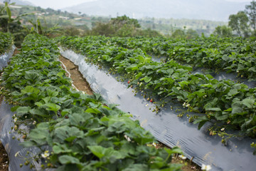 fresh organic strawberries growing on the vine