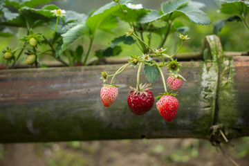 Fresh Organic Strawberry Farm
