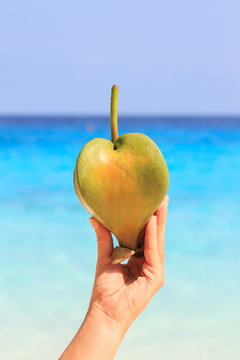 Female hand holding a fruit barringtonia, amid the Andaman sea. Similan Islands
