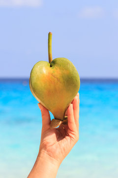 Female hand holding a fruit barringtonia, amid the Andaman sea. Similan Islands