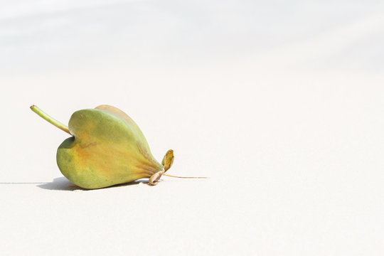 Sea Poison Tree fruits Barringtonia asiatica against sand and sea wave background. thailand