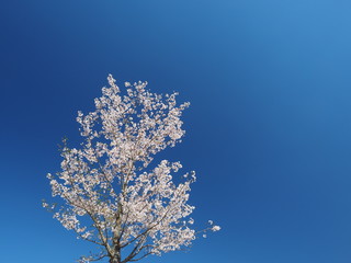 桜の木と青空