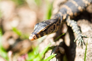 Little lizard sitting on the tree trunk. Close-up