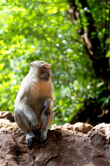 Baby sitting beside mother monkey