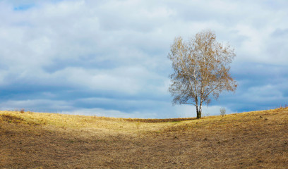 Springtime landscape with a remote lonely birch tree on horizon and cloudy sky