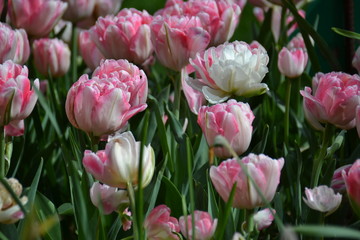 Fototapeta premium Tulips