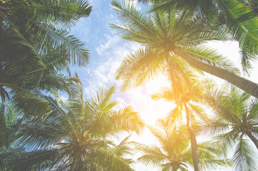 Fototapeta na wymiar coconut tree palm tree on blue sky