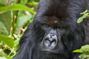 Obraz premium Mountain Gorilla, Volcanoes National Park, Rwanda