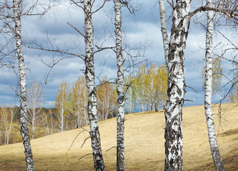Obraz premium Springtime landscape with white birch tree trunks on foreground in sunny cloudy day