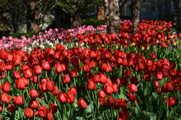 Tulips in the park