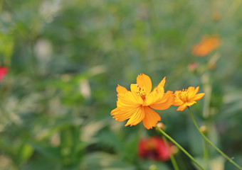 Yellow cosmos flowers.