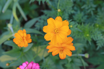 Yellow cosmos flowers.