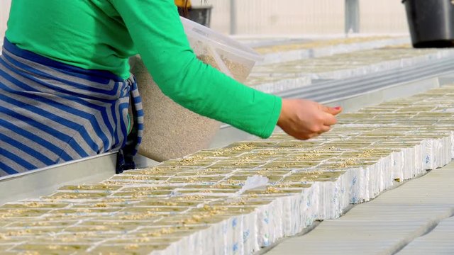 Female workers seeding tomato hibryd seeds in greenhouse