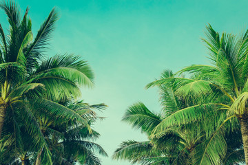 Fototapeta na wymiar Coconut palm trees tropical background, vintage