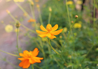 Yellow cosmos flowers.
