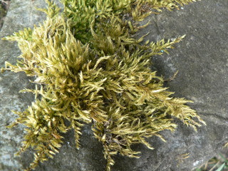  Moss in stone