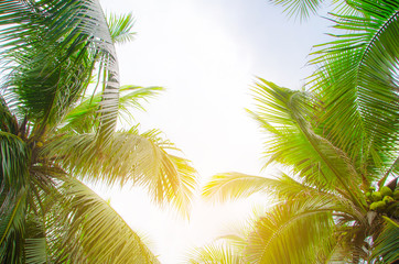 Fototapeta na wymiar Coconut tree on a tropical white sand beach in the thailand