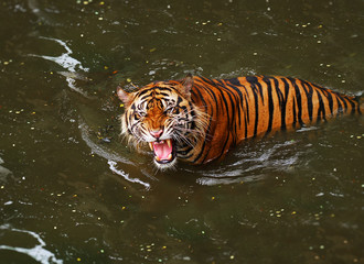 roar