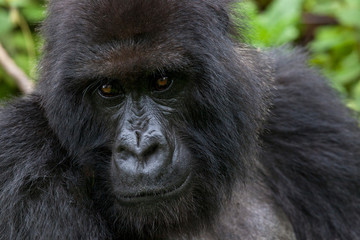 Mountain Gorilla, Volcanoes National Park, Rwanda