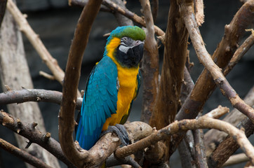 Macaw perched on branch