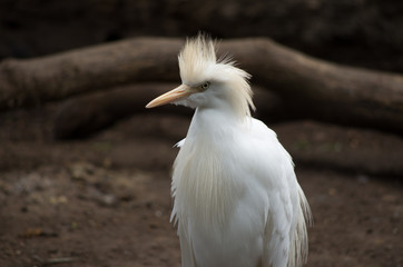 Bird white tropical crowned feathers
