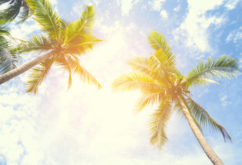 Palm trees against blue sky Palm tree at tropical coast vintage toned and stylized coconut tree