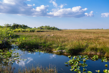 Wild Alligator laying on a sun on a green grass close to the river at beautiful sunny day with blue sky. Everglades National Park. Miami. Florida. USA