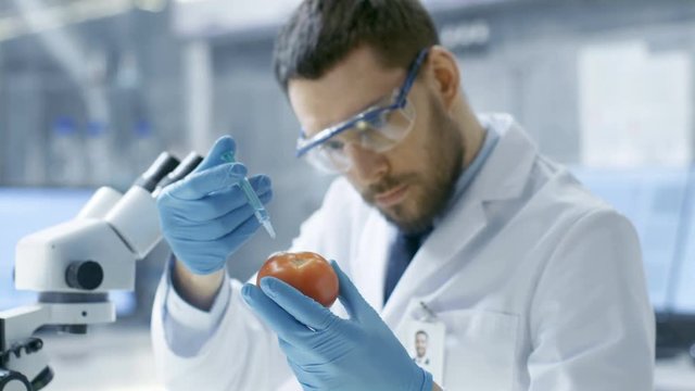 In a Modern Laboratory Food Scientist Injects Tomato with a Syringe. He's Working on a Genetic Modifications of this Vegetable: Taste Enrichment, Parasite/ Cold Resistance. 