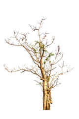 Fototapeta na wymiar Dead hollow tree isolated on white background