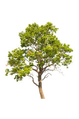 tree isolated, tree on white bacground, tree object.