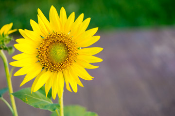 Close up of sunflowers.