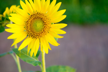 Close up of sunflowers.