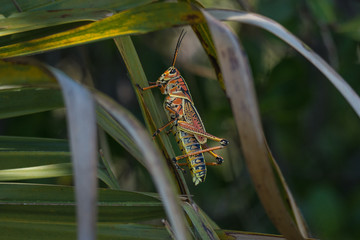 Grasshopper