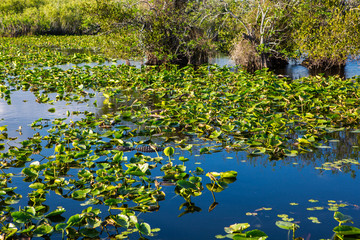 Wild Alligator in the water on a sun on a green grass close to the river at beautiful sunny day with blue sky. Everglades National Park. Miami. Florida. USA