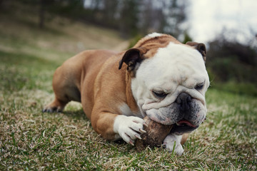 English bulldog gnawing wooden stick on nature background.
