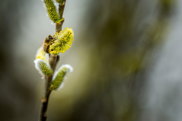 Bee on Goat willow