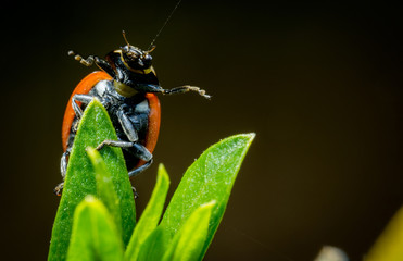 Ladybug open arms