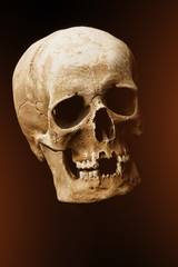 Human skull on a black background. flare effect