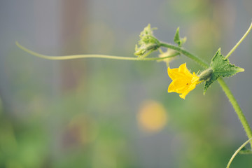 cucumber in the garden. flowering cucumber