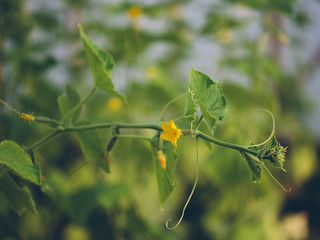 cucumber in the garden. flowering cucumber